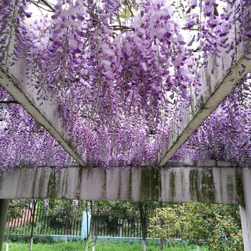 紫藤花种籽爬藤花卉植物紫藤种子室外庭院耐寒四季易活攀爬垂