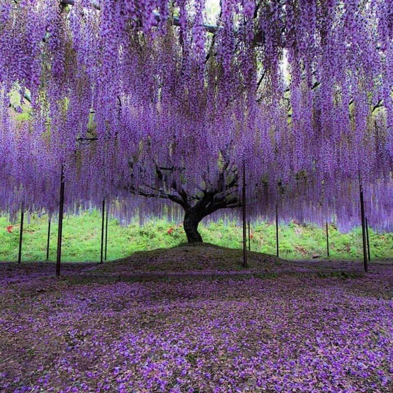 紫藤花种籽爬藤花卉植物紫藤种子室外庭院耐寒四季易活攀爬垂