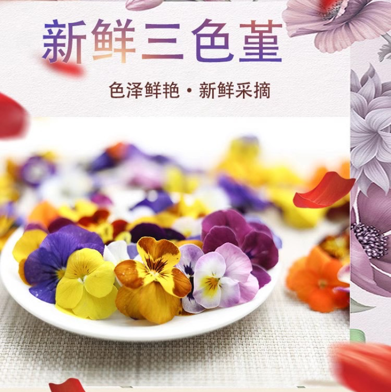 三色花、三色堇、角堇大量出货