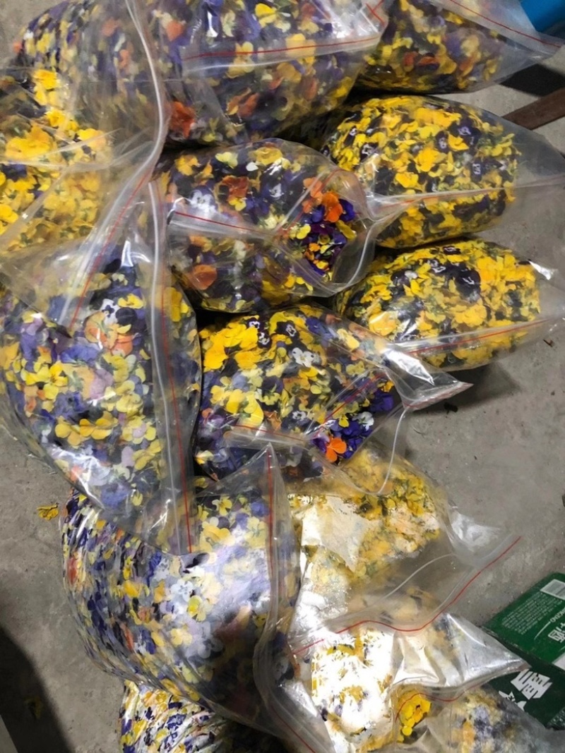 三色花、三色堇、角堇大量出货