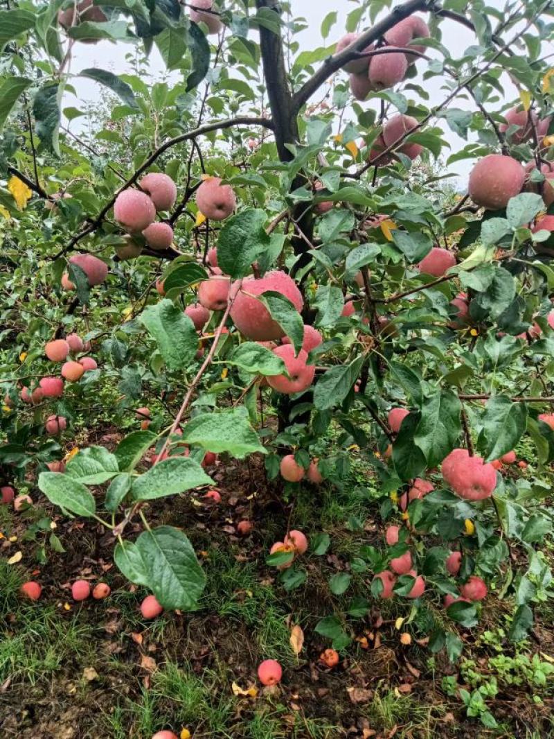 苹果糖心红富士大量上市产地一手货源对接大型批发商