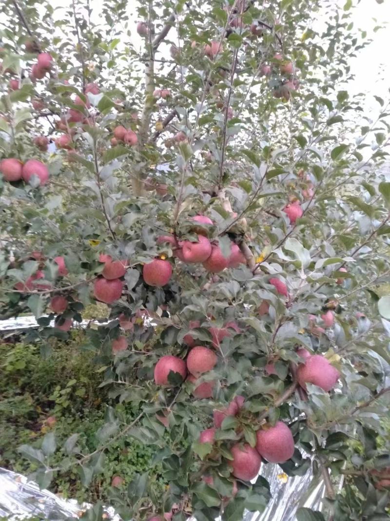 苹果糖心红富士大量上市产地一手货源对接大型批发商