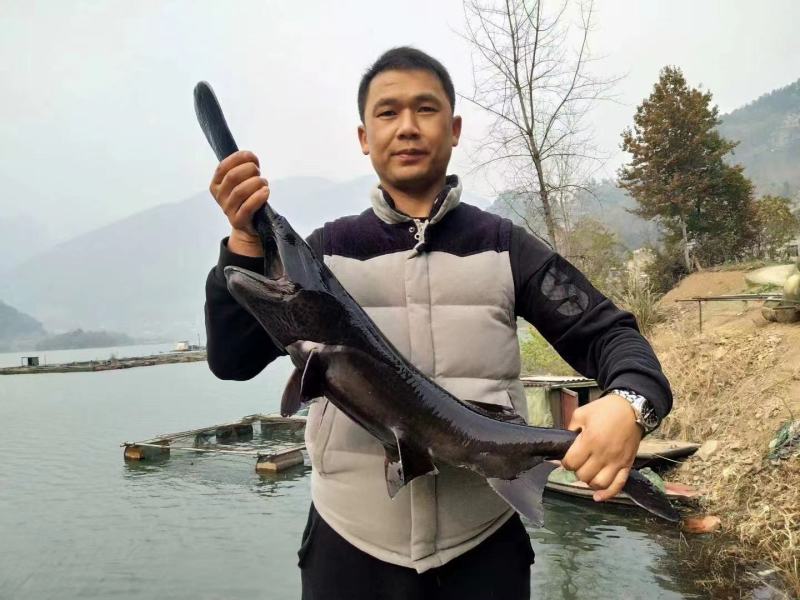 长年供应鸭嘴鲟，精养山泉水养殖，品质保证