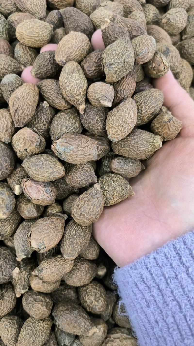 胖大海无硫胖大海易泡水泡茶精选大果好果放心喝好茶