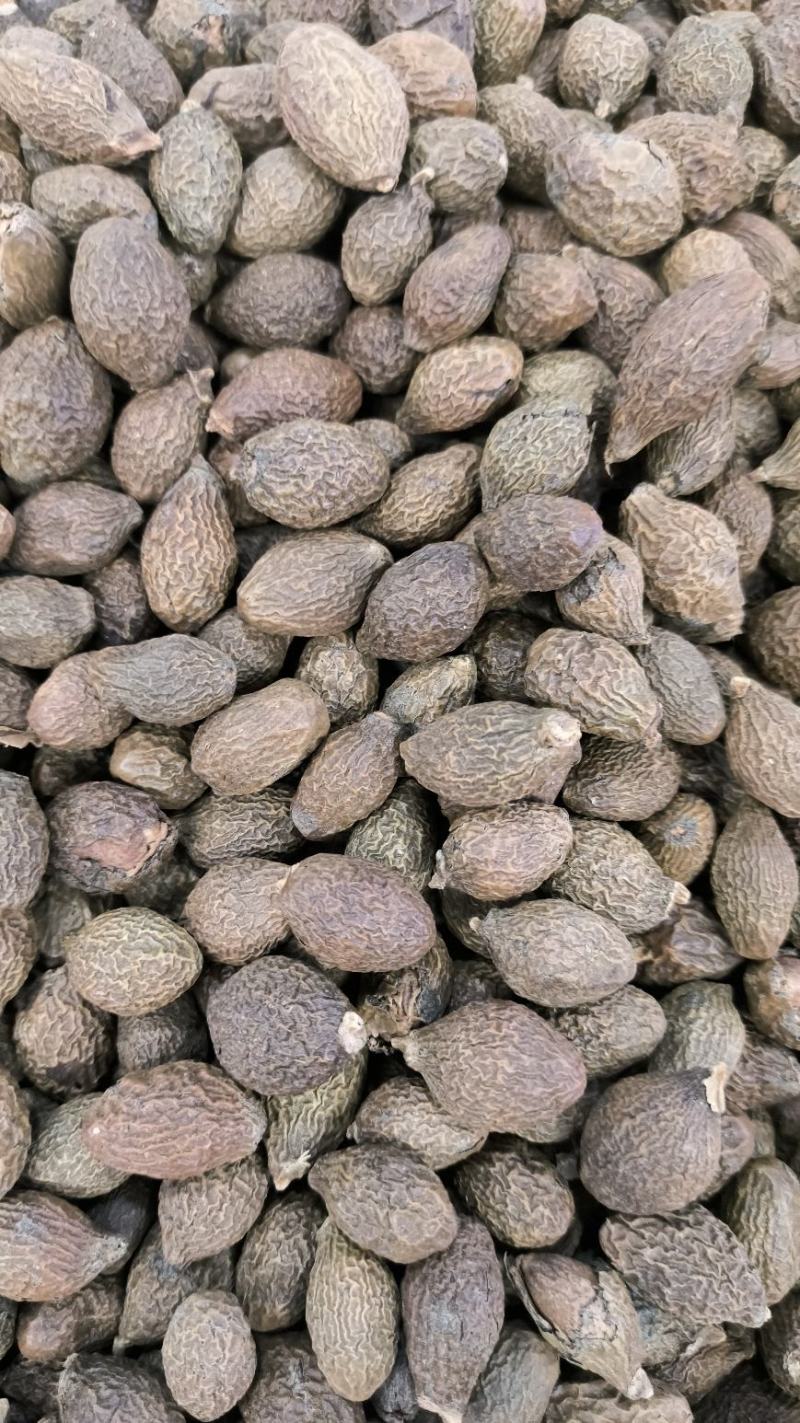 胖大海无硫胖大海易泡水泡茶精选大果好果放心喝好茶