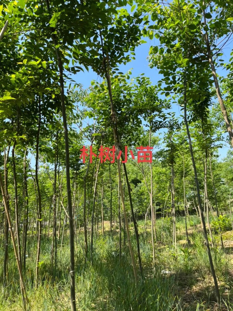 朴树小苗高度1.4_2.3米，朴树，二年生朴树3米左右