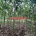朴树小苗高度1.4_2.3米，朴树，二年生朴树3米左右