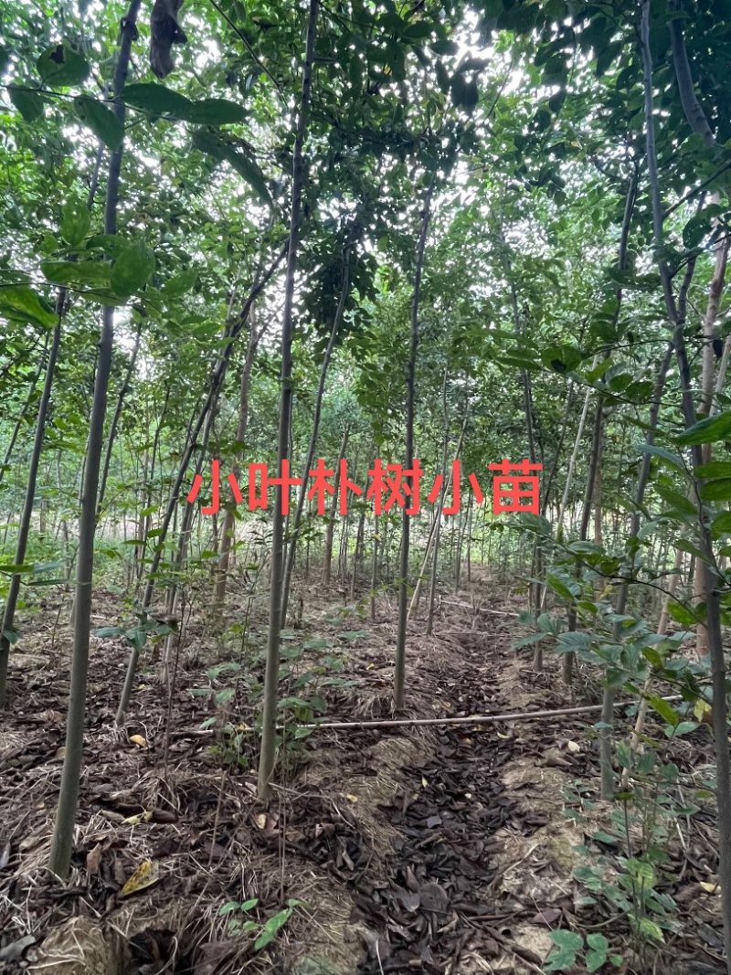 朴树小苗高度1.4_2.3米，朴树，二年生朴树3米左右