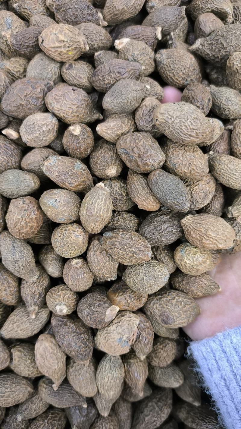 胖大海无硫胖大海易泡水泡茶精选大果好果放心喝好茶