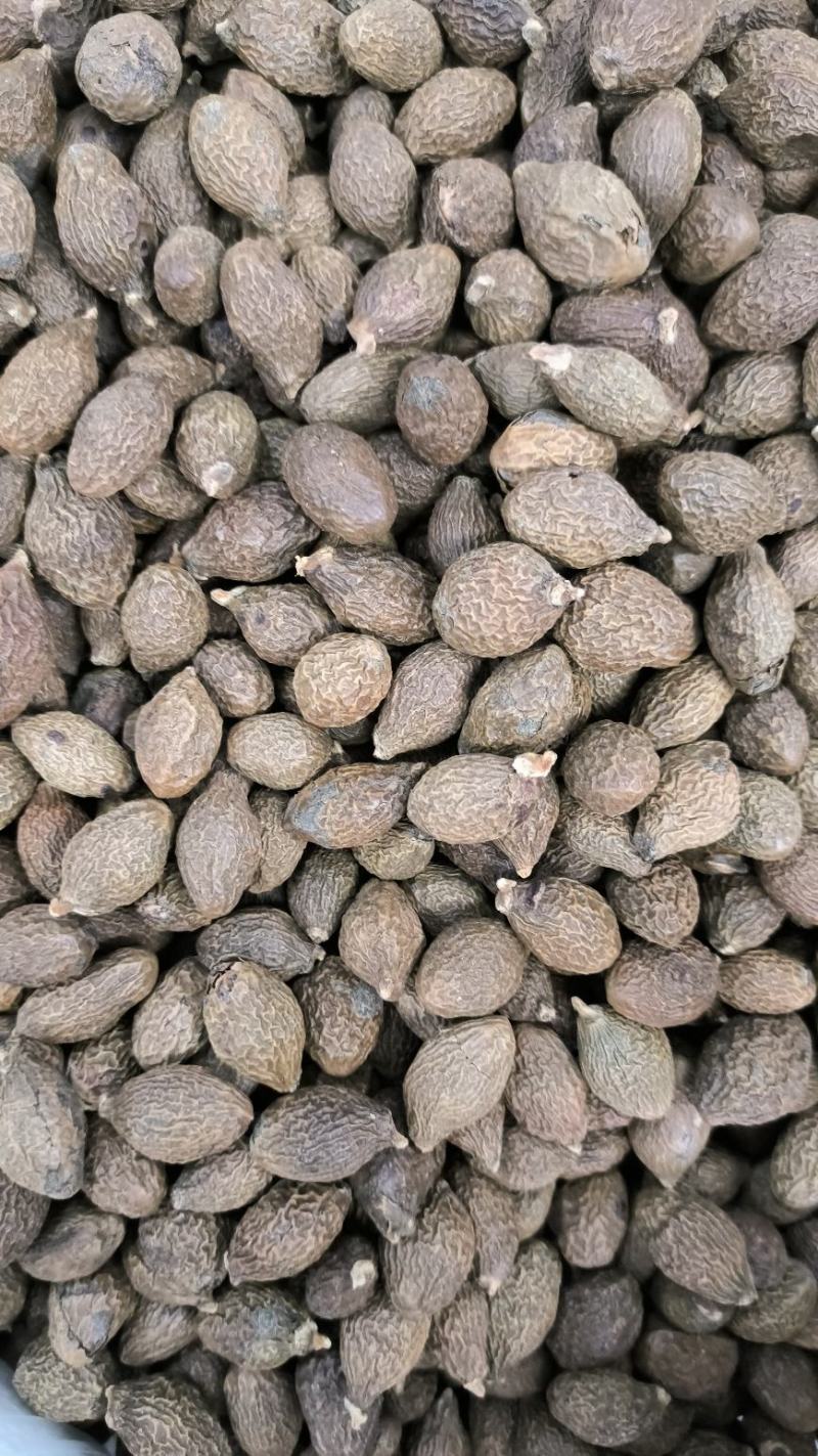 胖大海无硫胖大海易泡水泡茶精选大果好果放心喝好茶