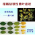 希美乐螯合铁铁肥液体铁作物补铁预防黄叶植物黄化