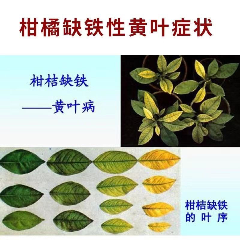 希美乐螯合铁铁肥液体铁作物补铁预防黄叶植物黄化