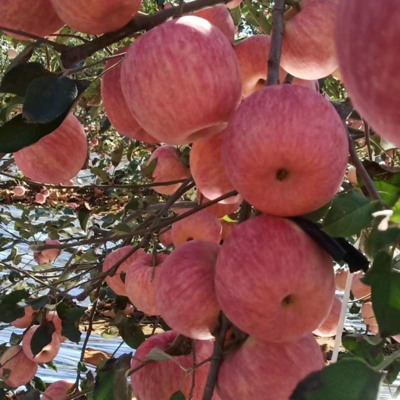 苹果葫芦岛绥中县红富士苹果现货，品质优良。