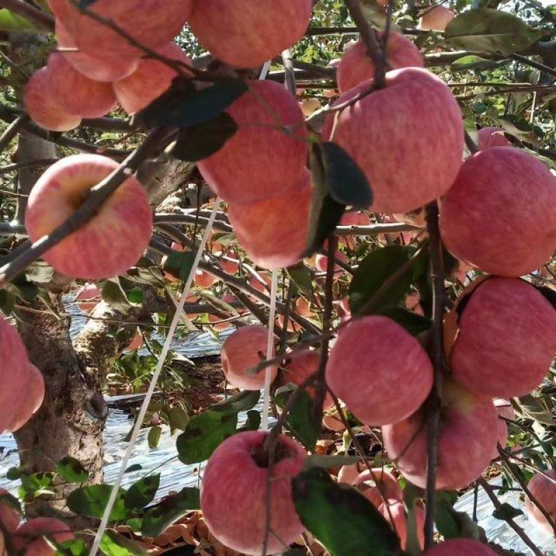 辽宁绥中苹果-寒富苹果产地现货品质好价格实惠