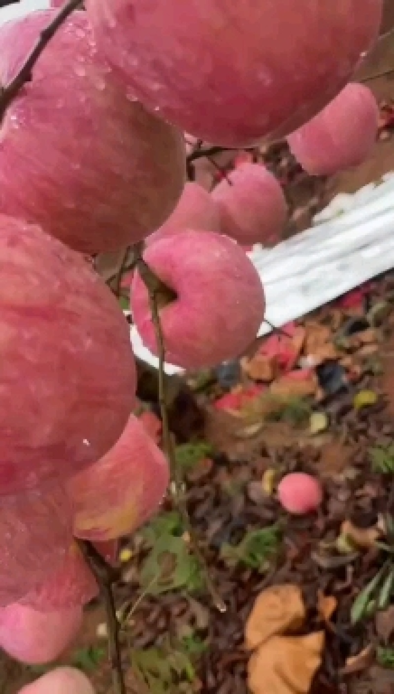 辽宁绥中苹果-寒富苹果产地现货品质好价格实惠