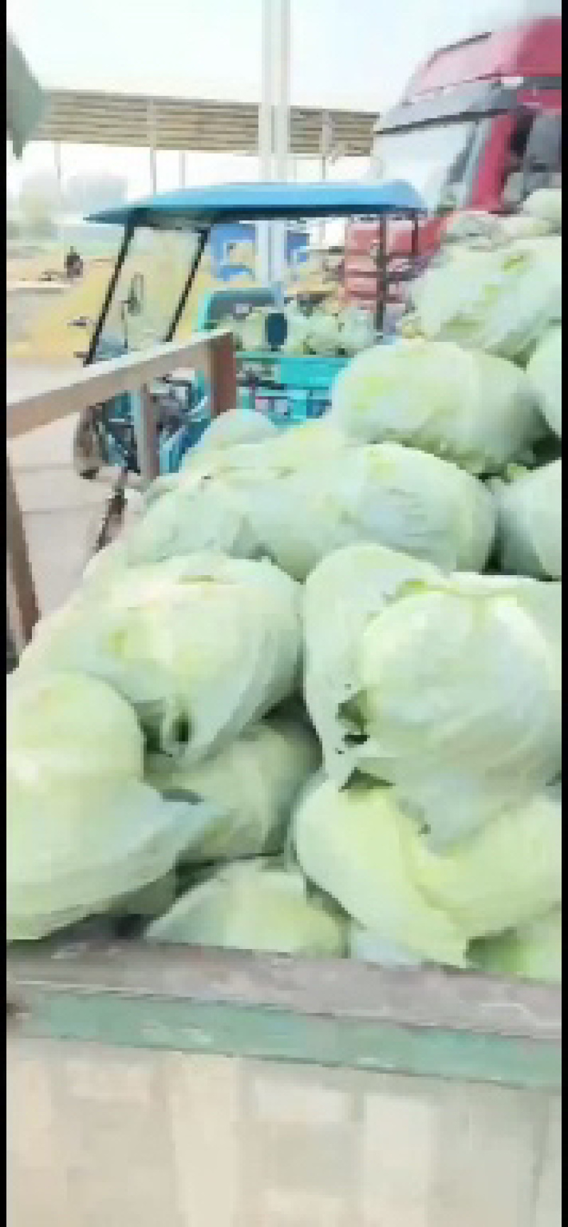 品质甘蓝京丰一号甘蓝品质保证发全国欢迎咨询