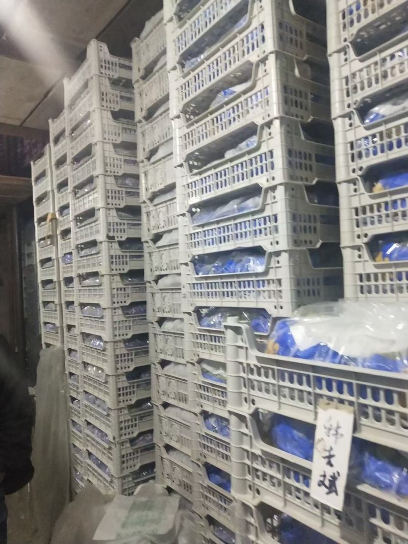 各种规格的阳光玫瑰