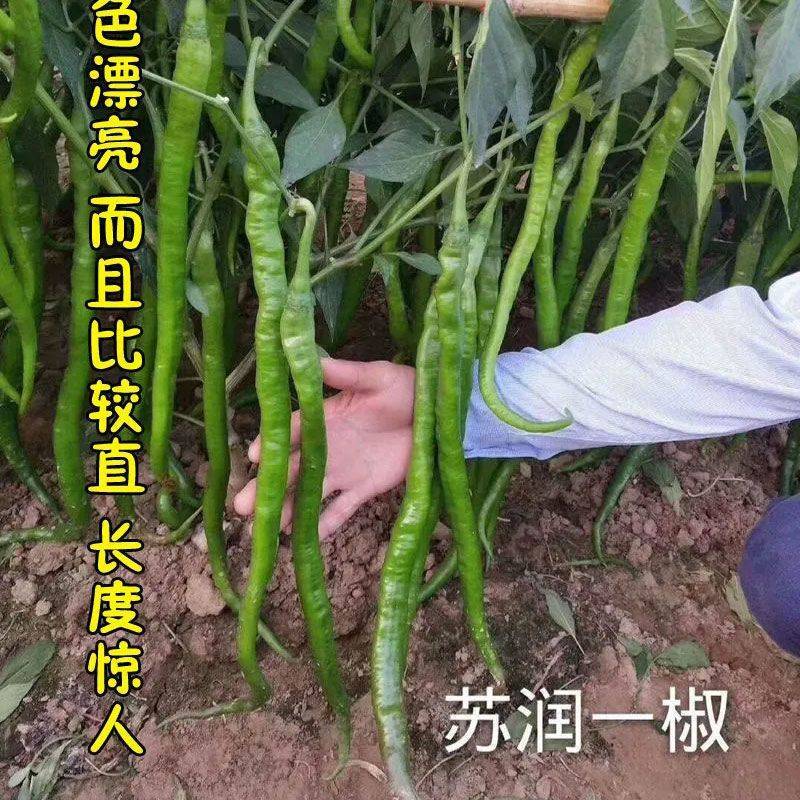 苏润一椒线椒种子抗病高产早熟特长加长绿线椒辣椒蔬菜种子