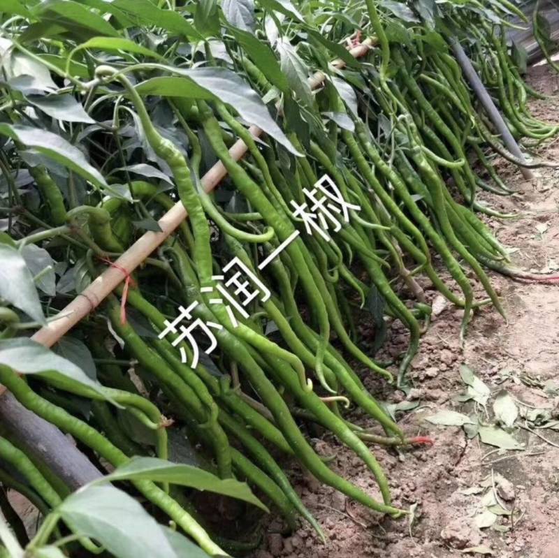 苏润一椒线椒种子抗病高产早熟特长加长绿线椒辣椒蔬菜种子