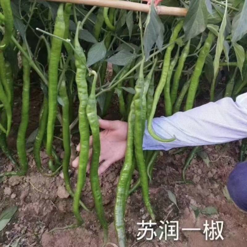 苏润一椒线椒种子抗病高产早熟特长加长绿线椒辣椒蔬菜种子