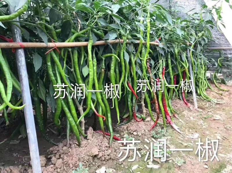 苏润一椒线椒种子抗病高产早熟特长加长绿线椒辣椒蔬菜种子