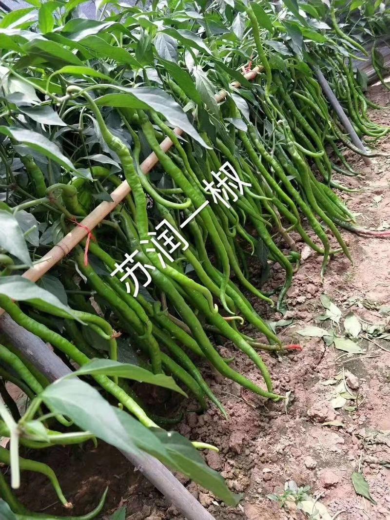 苏润一椒线椒种子抗病高产早熟特长加长绿线椒辣椒蔬菜种子