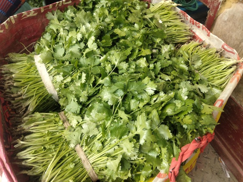 江苏精品香菜，不高不矮，根粗叶绿，产地直发，品质保证
