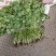 江苏精品香菜，不高不矮，根粗叶绿，产地直发，品质保证