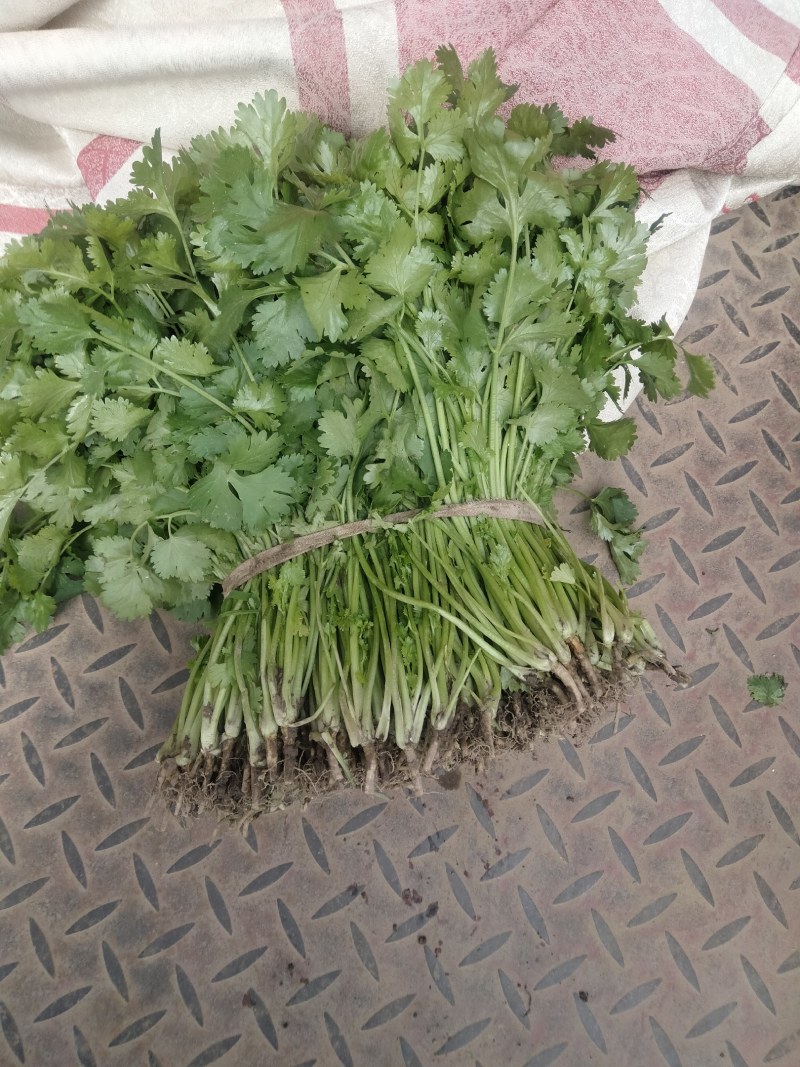 江苏精品香菜，不高不矮，根粗叶绿，产地直发，品质保证