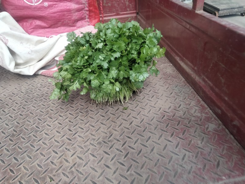 江苏精品香菜，不高不矮，根粗叶绿，产地直发，品质保证