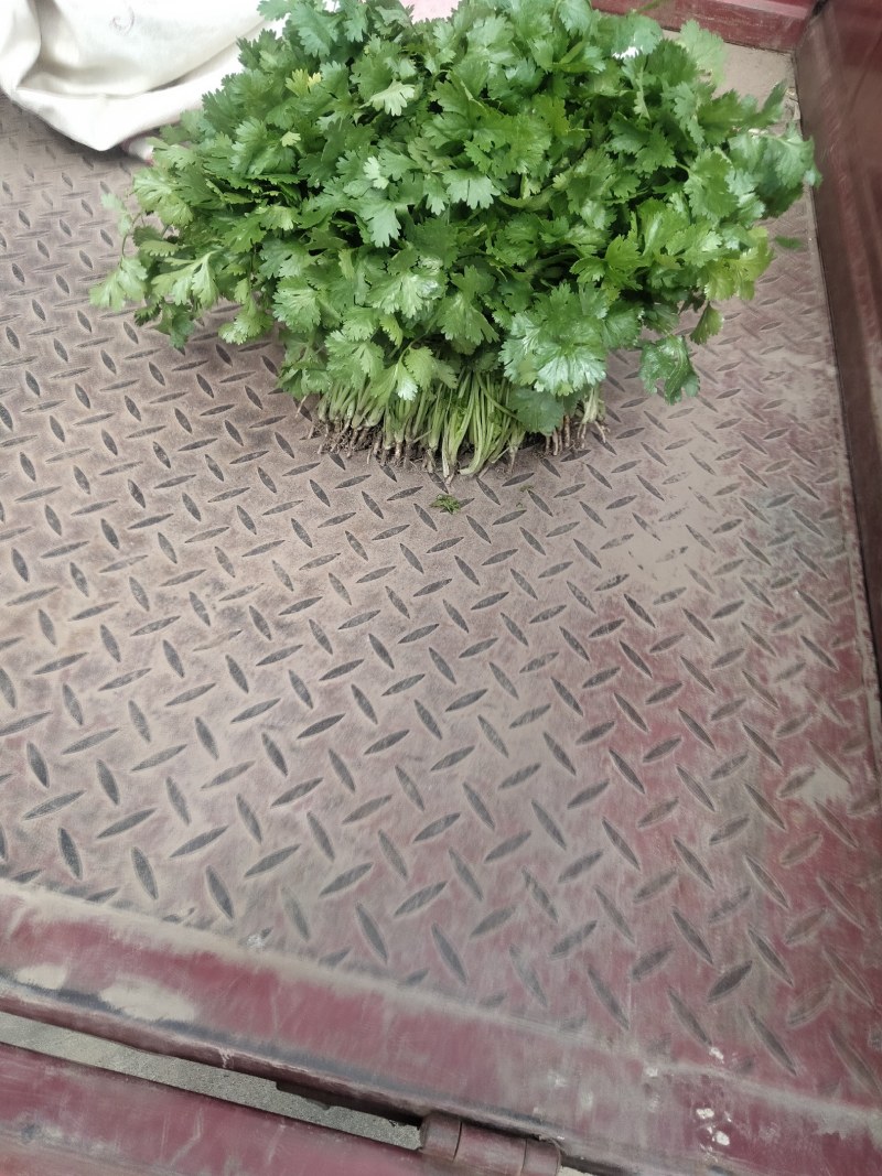 江苏精品香菜，不高不矮，根粗叶绿，产地直发，品质保证