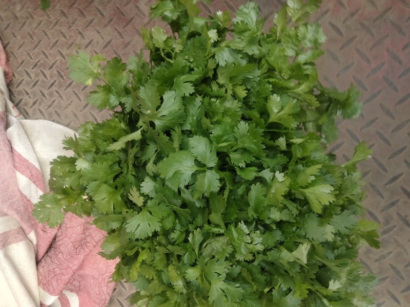 江苏精品香菜，不高不矮，根粗叶绿，产地直发，品质保证