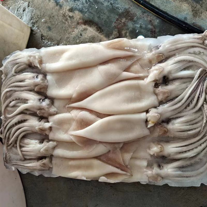 去皮去内脏鱿鱼，一手货源，市场广阔，欢迎老板来撩，，，，