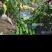 欧丽900薄皮青椒种籽大果高产抗病泡椒种子四季早熟阳台蔬