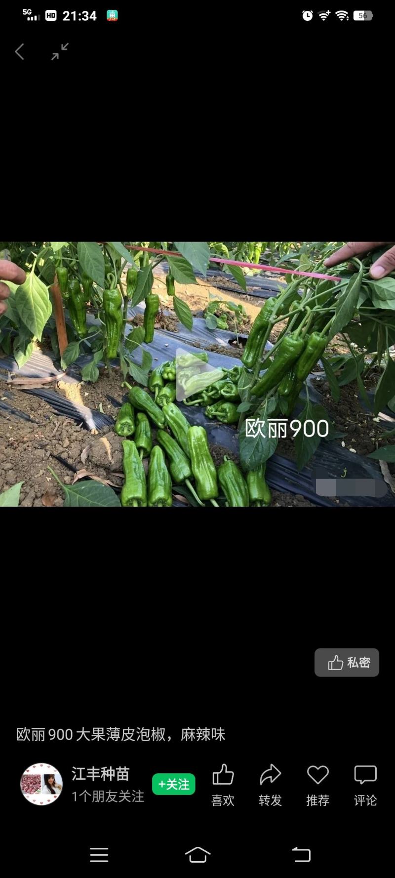 欧丽900薄皮青椒种籽大果高产抗病泡椒种子四季早熟阳台蔬