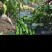 欧丽900薄皮青椒种籽大果高产抗病泡椒种子四季早熟阳台蔬