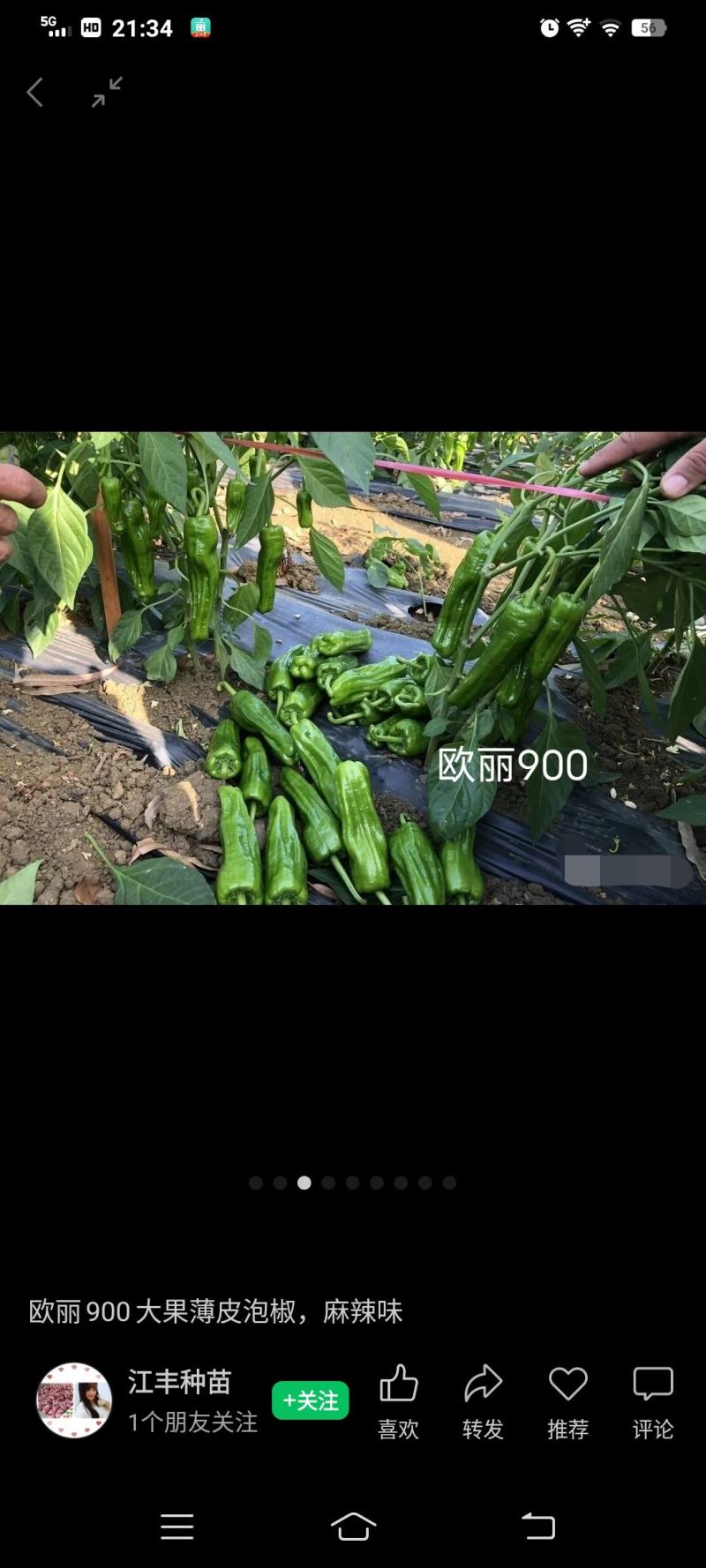 欧丽900薄皮青椒种籽大果高产抗病泡椒种子四季早熟阳台蔬