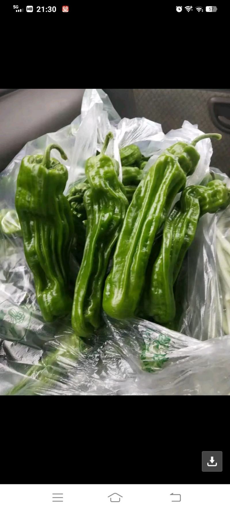 欧丽900薄皮青椒种籽大果高产抗病泡椒种子四季早熟阳台蔬
