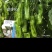 欧丽900薄皮青椒种籽大果高产抗病泡椒种子四季早熟阳台蔬