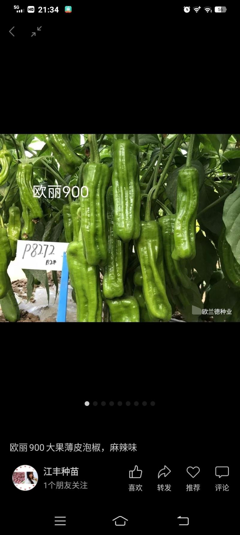 欧丽900薄皮青椒种籽大果高产抗病泡椒种子四季早熟阳台蔬