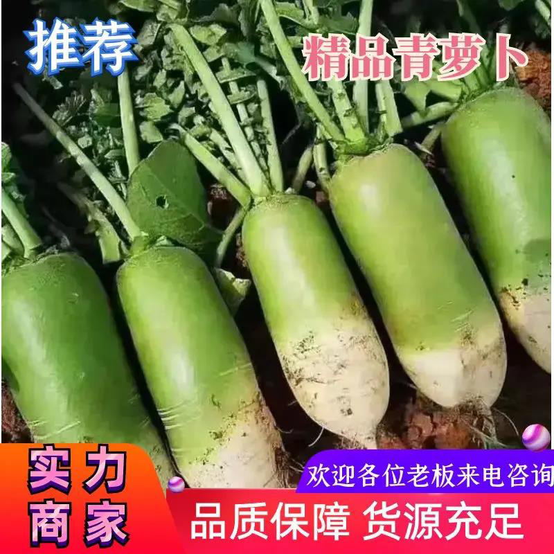 山西青萝卜次货大量供应养殖场专用食品厂加工厂欢迎来电