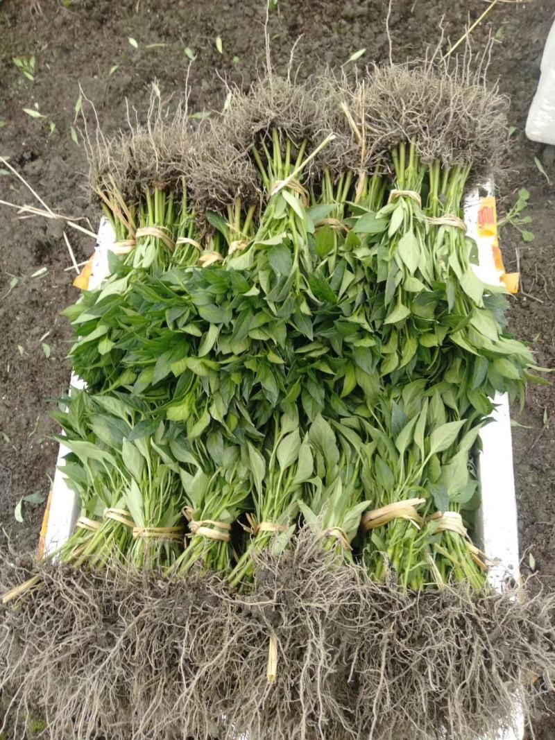 精品辣椒苗线椒苗长椒八号基地直发全国发货