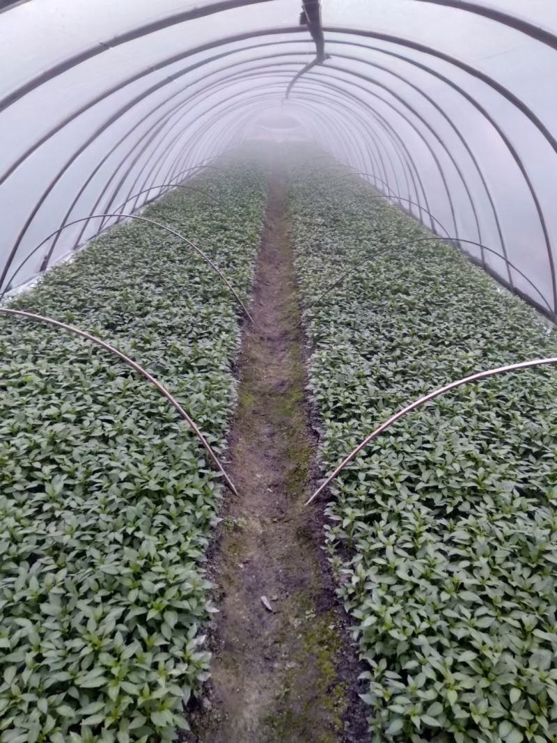 精品辣椒苗线椒苗长椒八号基地直发全国发货
