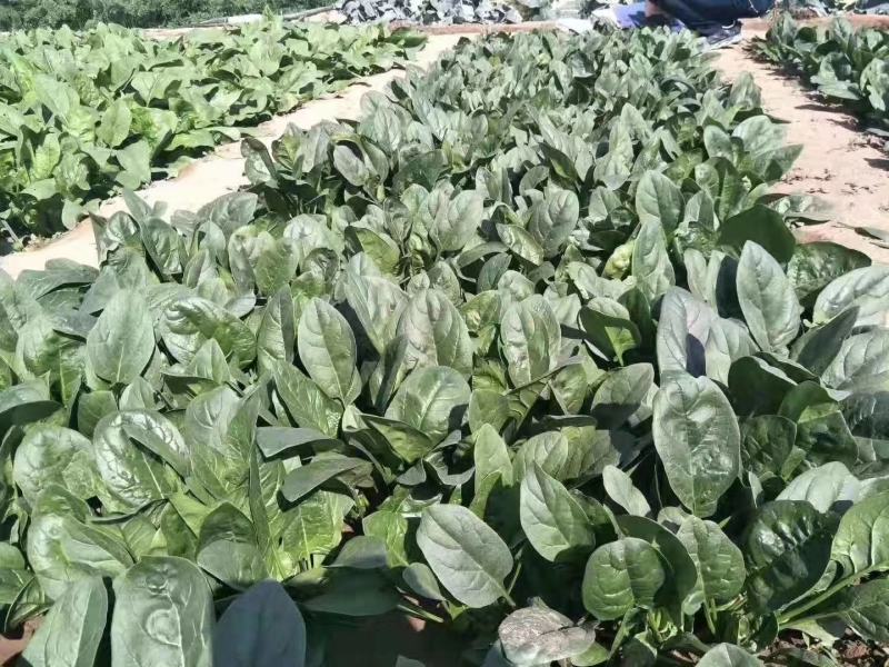 黑如意大叶菠菜种子四季蔬菜秋冬籽易种抗病耐热寒越冬速生种