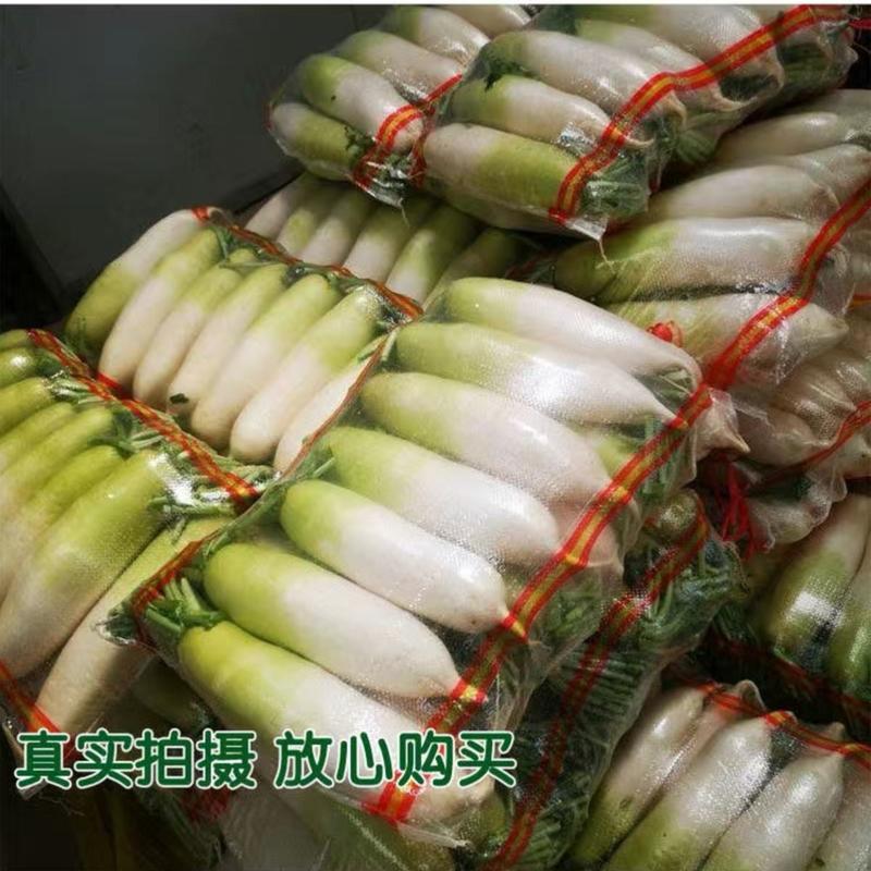 韩国青玉青首萝卜种子表皮光滑1/2青头春秋抗抽苔农户