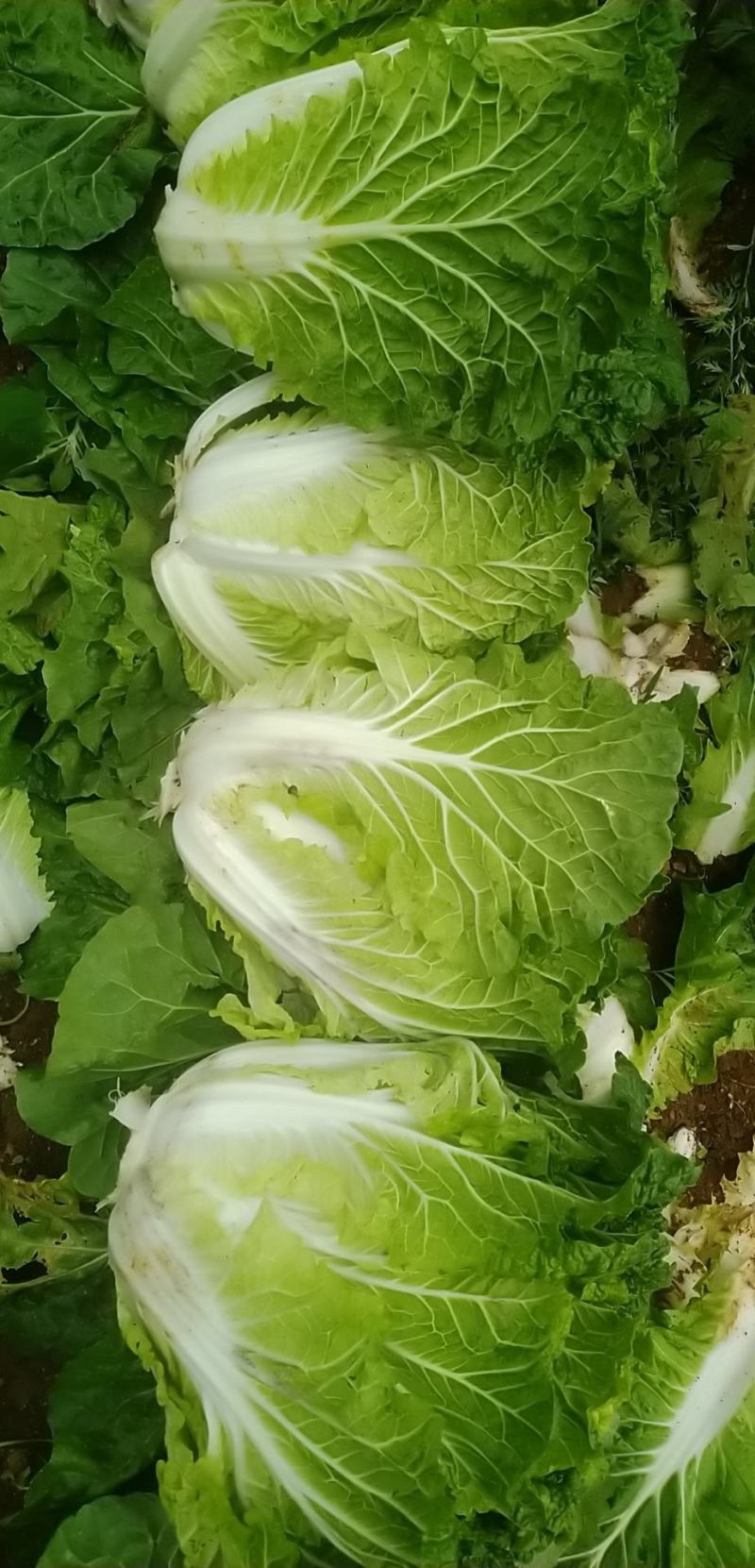 精品大白菜质量保证