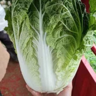 精品大白菜质量保证