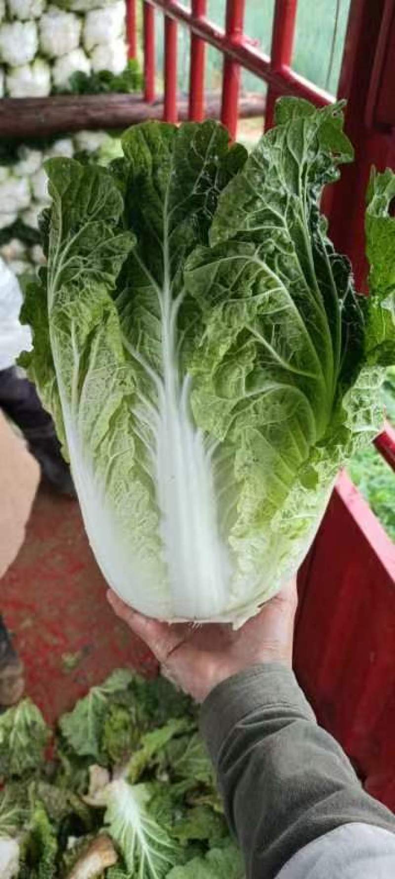 精品大白菜质量保证
