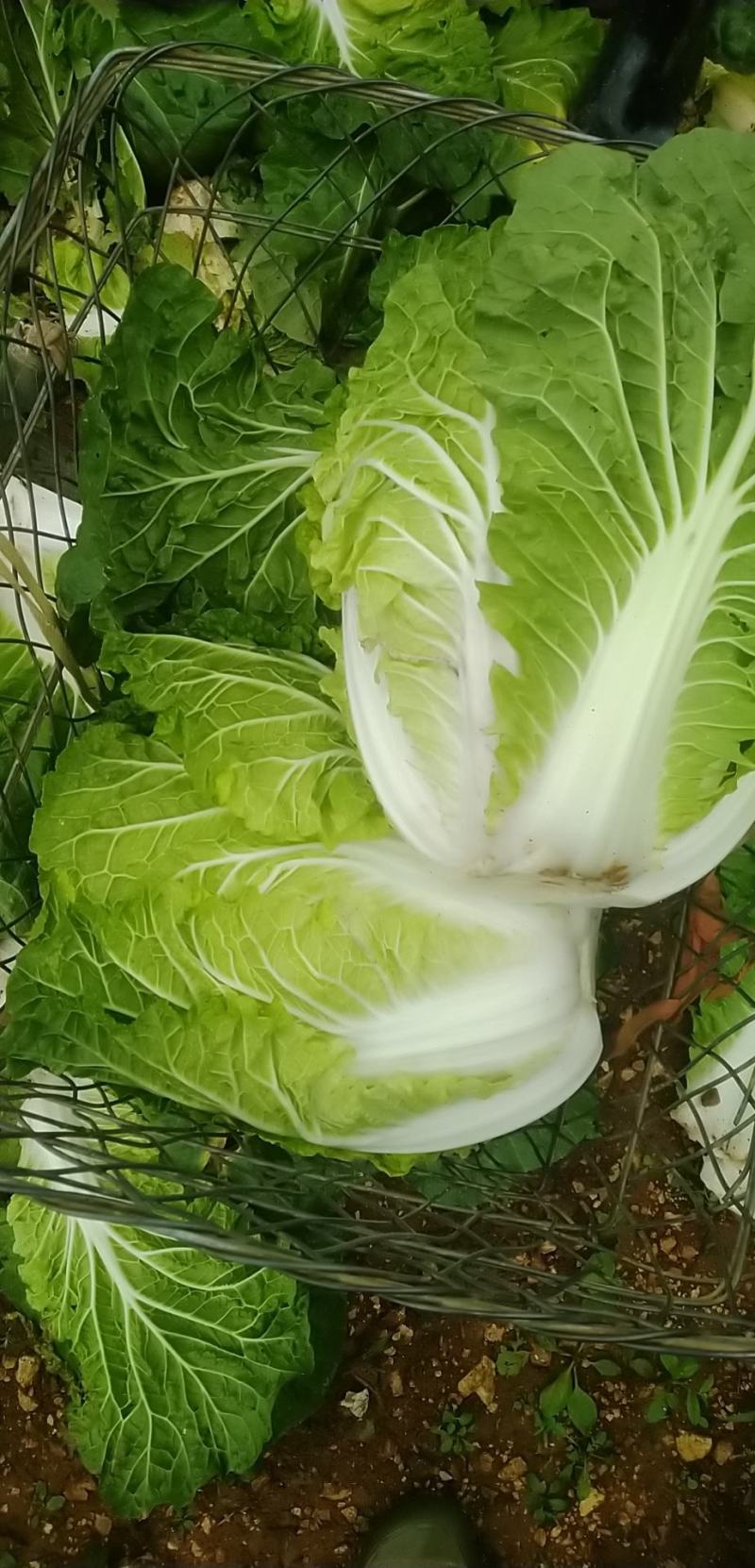 抗根三号黄心大白菜一百五十多亩