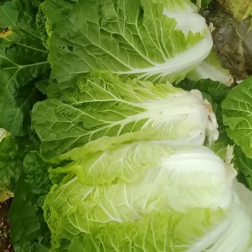 抗根三号黄心大白菜一百五十多亩